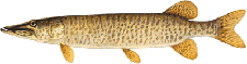 lake chippewa campground muskellunge
