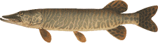 lake chippewa campground tiger musky